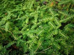 herbs for liver - Phyllanthus-Amarus